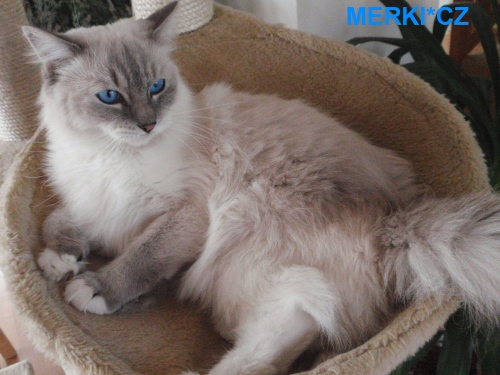 blue lynx mitted