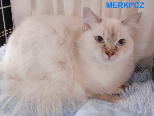 chocolate lynx mitted