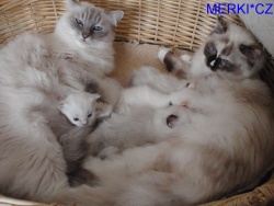kittens and
                              Karolina, Euphy
