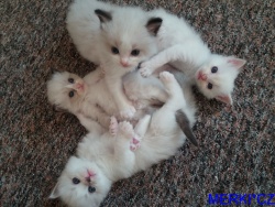 kittens