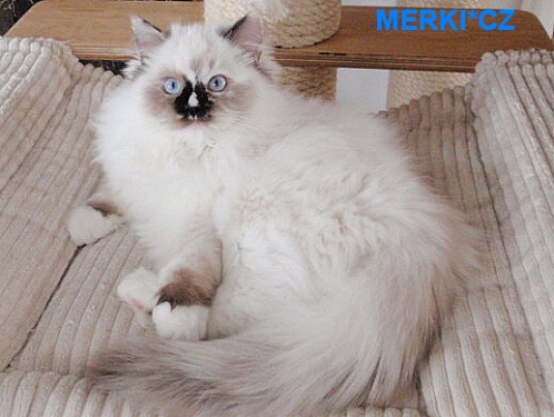 tortie mitted
